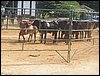 100_0784.JPG
