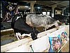 101_0747.JPG