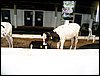 101_0781.JPG